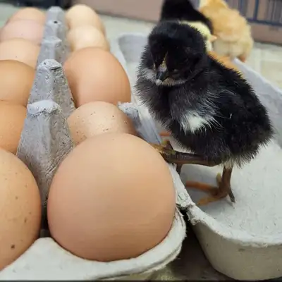  Chicks for sale!, View more