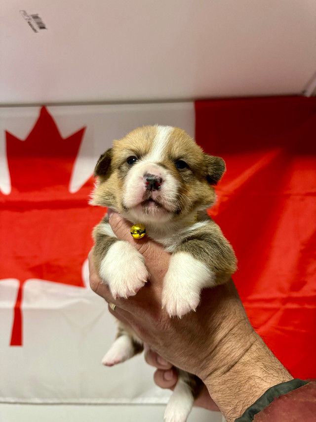 Pembroke Welsh Corgi in Dogs & Puppies for Rehoming in City of Toronto - Image 4