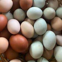 Fresh farm eggs