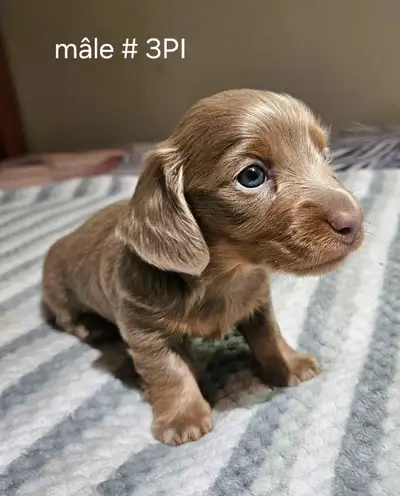 chiots Teckel miniatures dachshund, View more