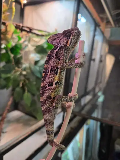 Veiled Chameleons for sale , View more
