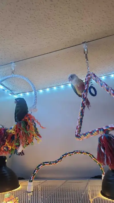 Two Green Cheek Conures + Large Cage & Full Setup, View more