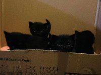2 Male Kittens 