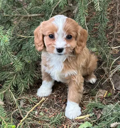 Beautiful Cavapoo X Cavalier Puppies, View more