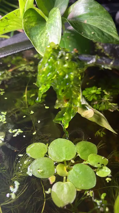 fishtank plants for trade or sell, View more