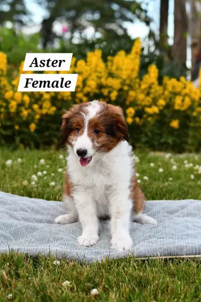 Sheltie Poodle Puppies!!!, View more