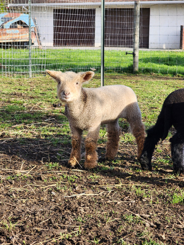 Reg Olde English Babydoll Lambs in Livestock in Chilliwack