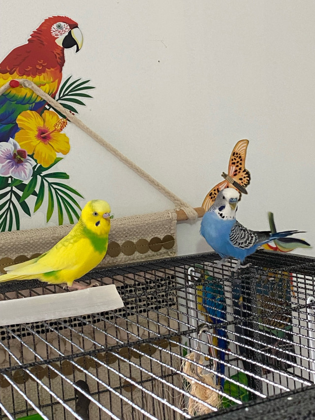 Two Budgies, cage &  Supplies in Birds for Rehoming in Windsor Region - Image 2