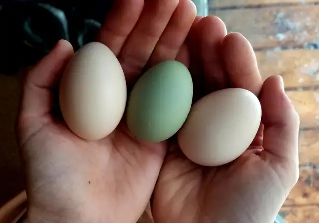 Introduction to Keeping Chickens65403974452609124