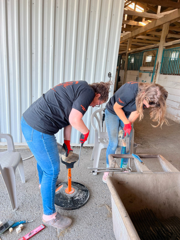 Hoof Trimming Clinic in Balgonie, SK - August 15-18, 2024 in Equestrian & Livestock Accessories in Regina - Image 3