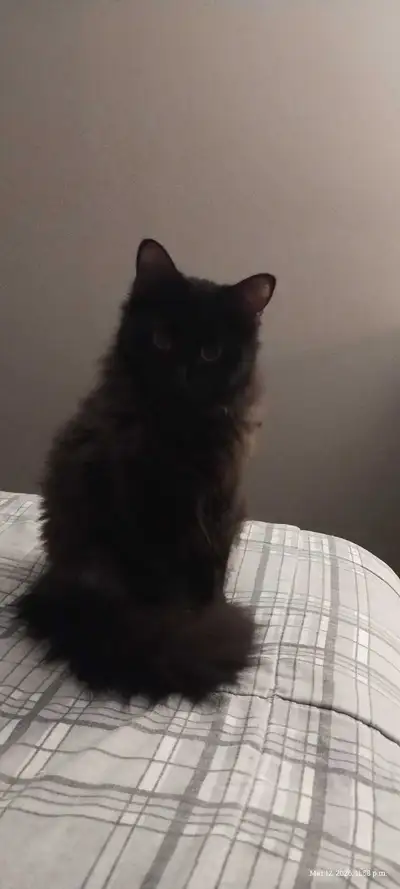 Kitten for sale, View more