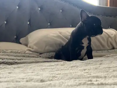 2 male French bulldog puppies, View more