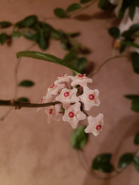 Large Wax Plant / Porcelain Flower (Hoya carnosa) with pot