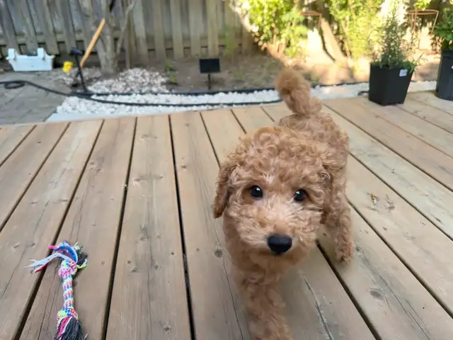 Toy cockapoo boy available in Dogs & Puppies for Rehoming in City of Toronto - Image 4