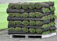 high quality pure Kentucky blue grass available great pricing