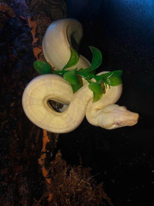 Adult snow boa in Reptiles & Amphibians for Rehoming in Peterborough