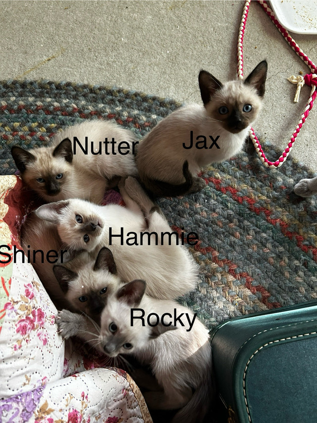 Beautiful Pure Siamese kittens in Cats & Kittens for Rehoming in Moncton