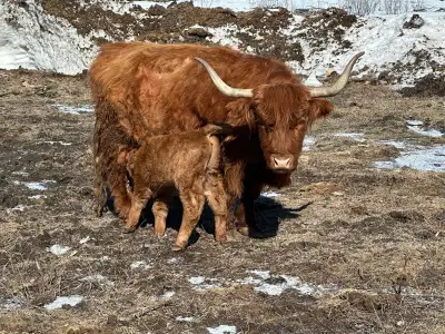 Cow/calf pair, View more