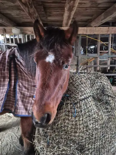 companion horse for free lease, View more
