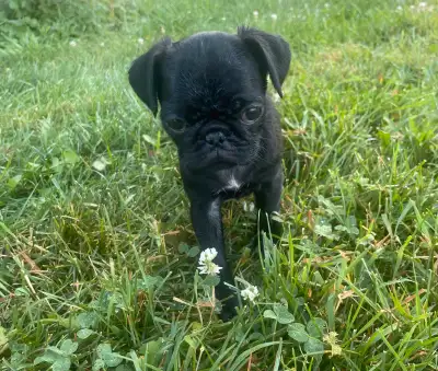 Home Quality Purebred  Pugs AVAILABLE NOW!, View more