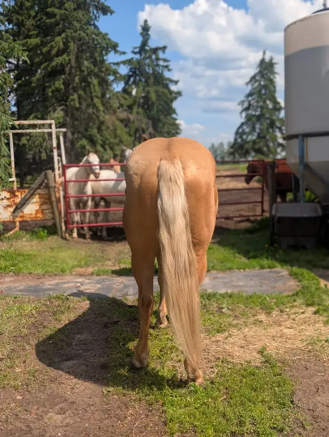 Registered Quarter horse, Palomino Stallion !! in Horses & Ponies for Rehoming in Edmonton - Image 10