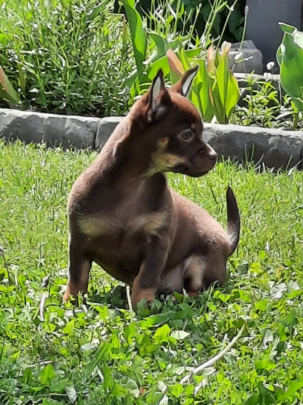 Chihuahua Puppies Dogs & Puppies for Rehoming Kelowna Kijiji