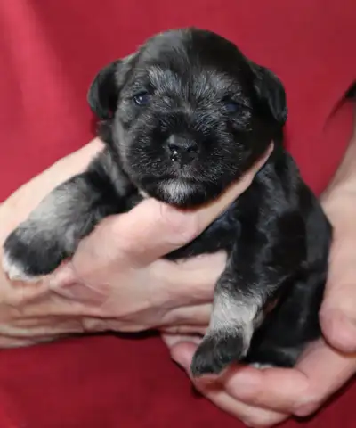 MINIATURE SCHNAUZER PUPPIES, View more