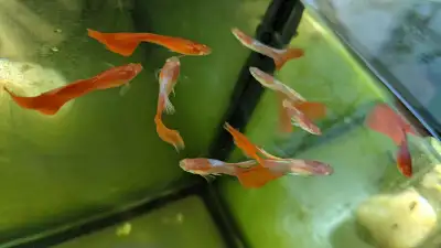 Male Red Albino Guppy, View more