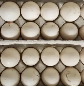 bym Duck hatching eggs, View more