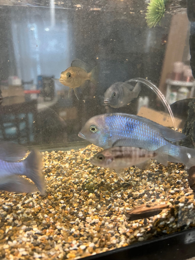 Baby cichlids  in Fish for Rehoming in North Bay - Image 4