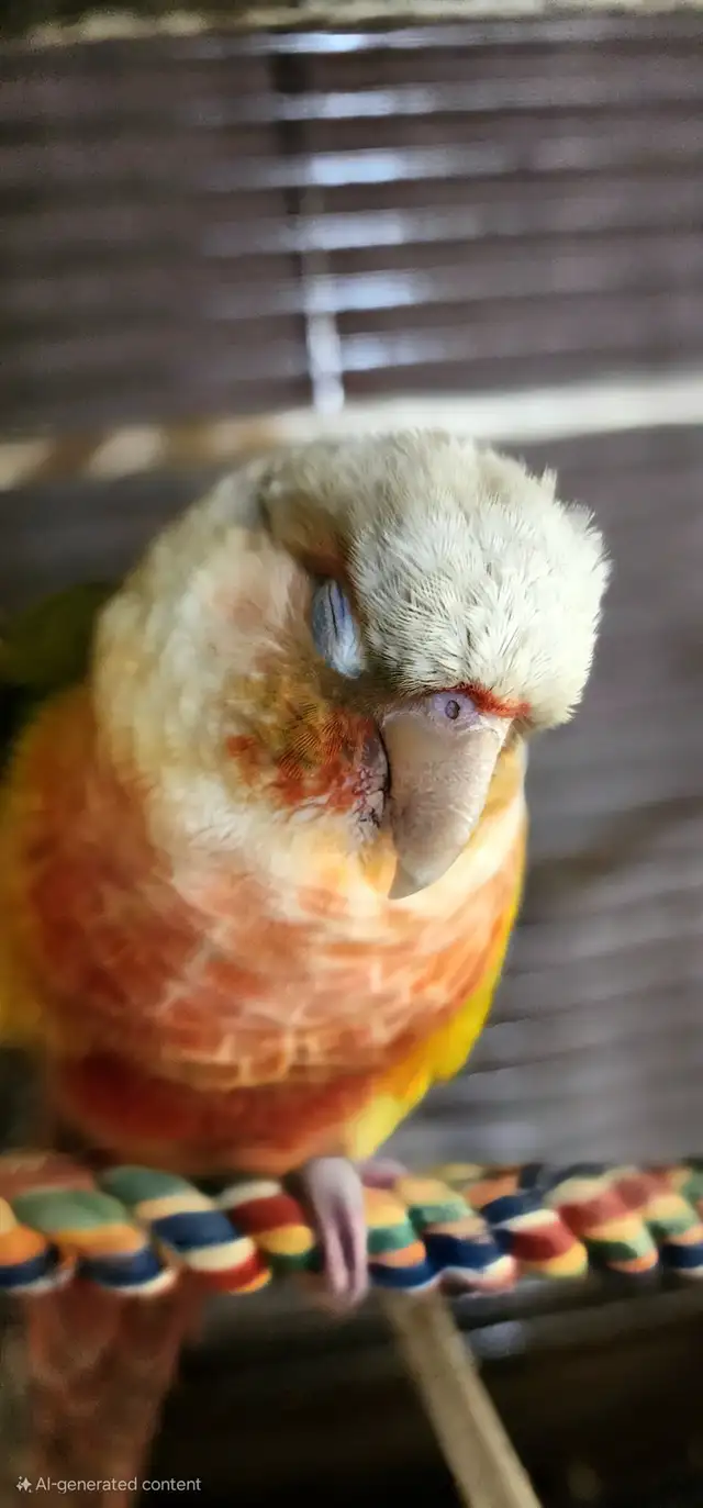 Bonded Pair for Rehoming – Pineapple Conure & Lutino Quaker in Birds for Rehoming in Delta/Surrey/Langley - Image 4