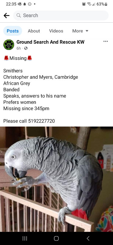 Lost African Grey, PLEASE HELP in Lost & Found in Cambridge - Image 2