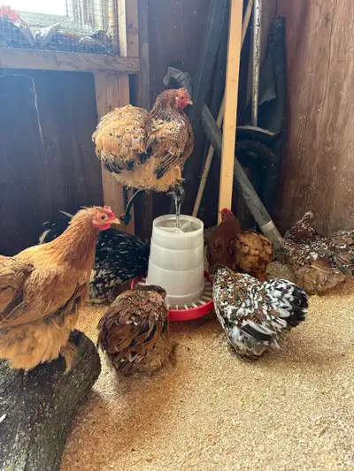 LOOKING FOR Bantam Cochin PULLETS/HENS , View more