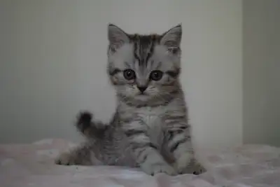 SERIOUS inquiries only, please! If you are interested to adopt this cat, I will answer your message...