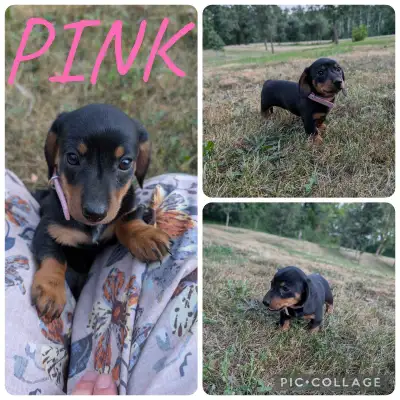 Dachshund Puppies Ready For New Home!, View more