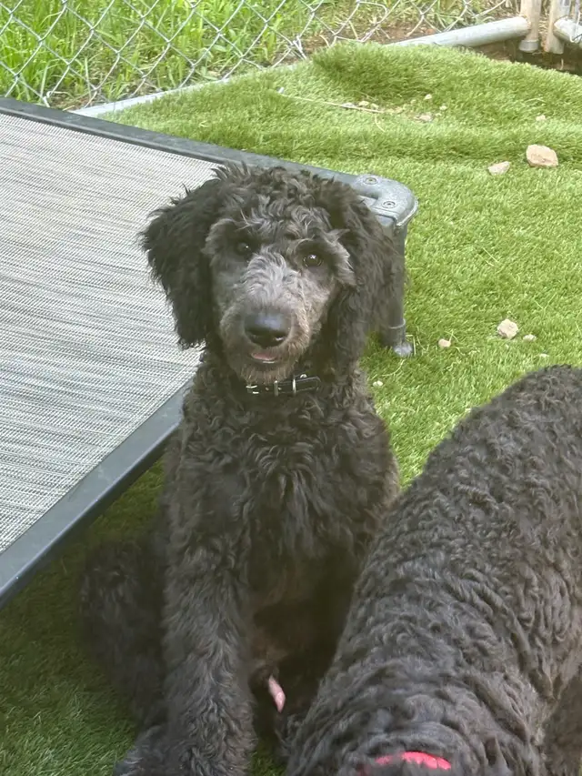 caniche royal (poodle) in Dogs & Puppies for Rehoming in Laurentides - Image 7