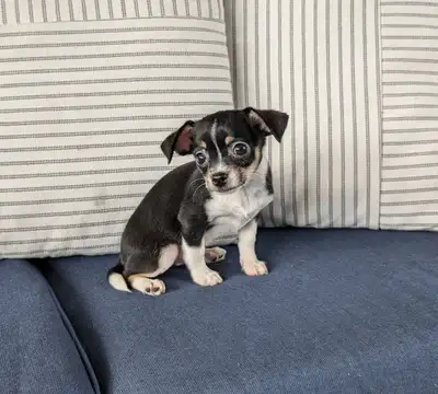 RARE CHIHUAHUA’ S READY TO GO!, View more