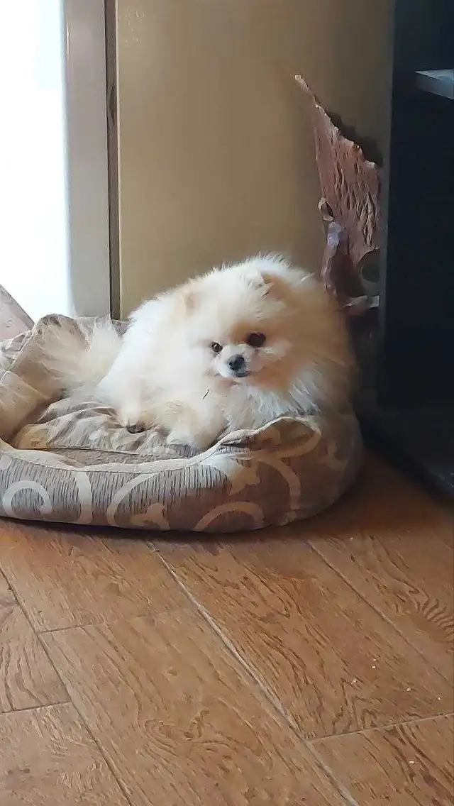 Pomeranian in Dogs & Puppies for Rehoming in City of Toronto - Image 8