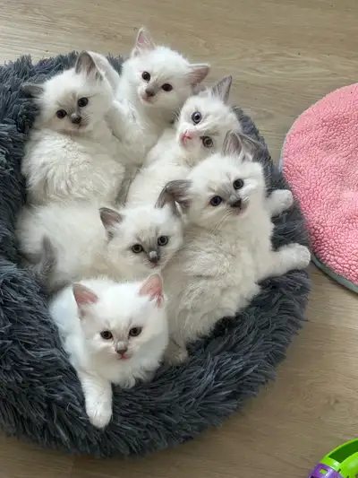 Chatons Ragdoll ENR. TICA prêts pour août et septembre, View more