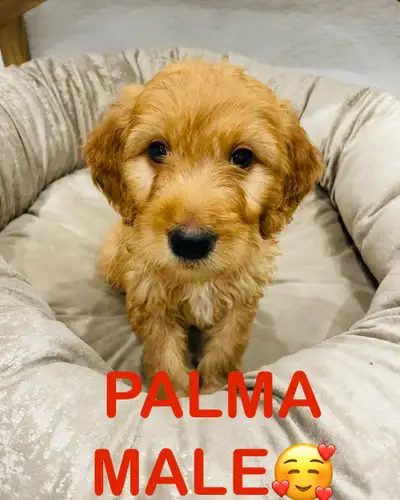 ❤️❤️Stunning Mini Goldendoodle pups❤️❤️, View more