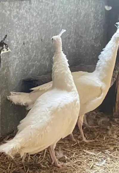 White peacocks, View more