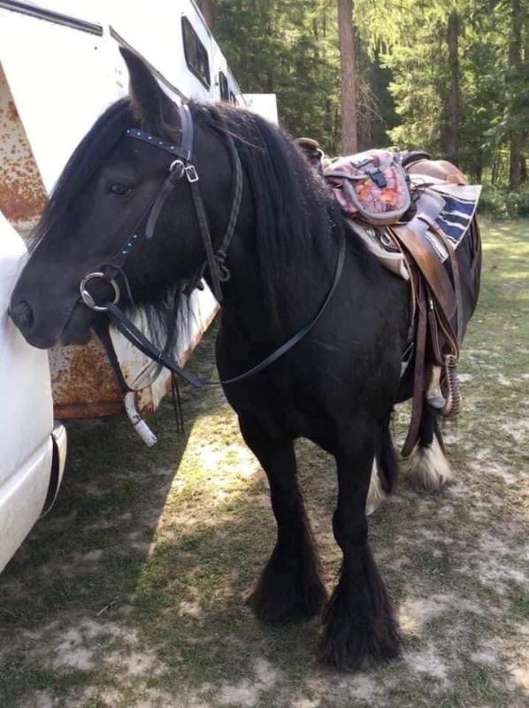 Beautiful gypsy mare in Horses & Ponies for Rehoming in Vernon