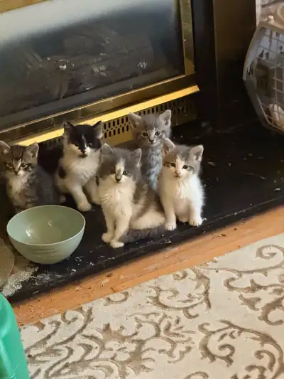 Adorable 8 week old kittens , View more
