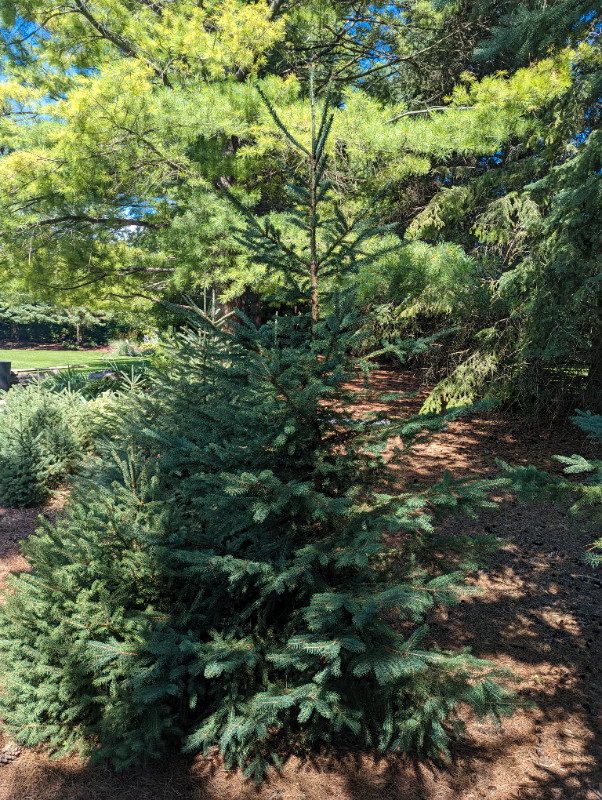 Spruce Trees in Plants, Fertilizer & Soil in Guelph - Image 3