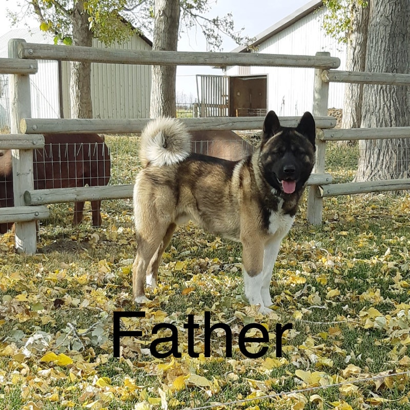 American Akita Puppies IN NEED OF HOMES Dogs & Puppies for Rehoming