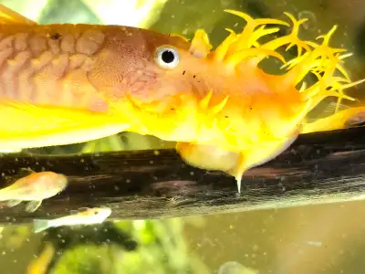 Bristlenose pleco Albino, View more