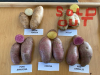 SEED POTATOES—GOURMET POTATOES-TAKING ORDERS FOR SPRING PLANTING