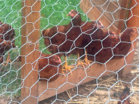 Rhode Island Red rooster