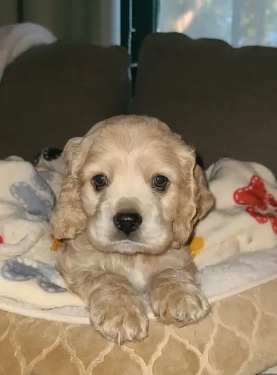 American Cocker Spaniel, View more