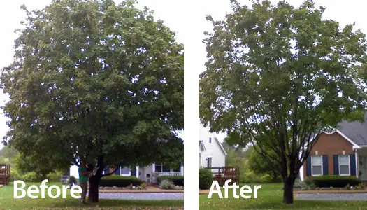 ABOVE ALL TREE SERVICES - CERTIFIED ARBORISTS ✅ (204) 898-2444 in Lawn, Tree Maintenance & Eavestrough in Winnipeg - Image 10